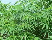 DomRep - Karibische Inseln planen Legalisierung von Marihuana