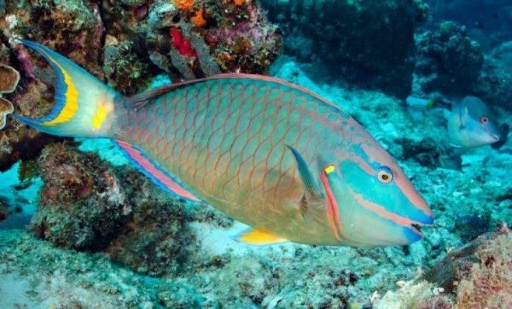 DomRep - Papageienfisch - Fangverbot nur eine Farce?
