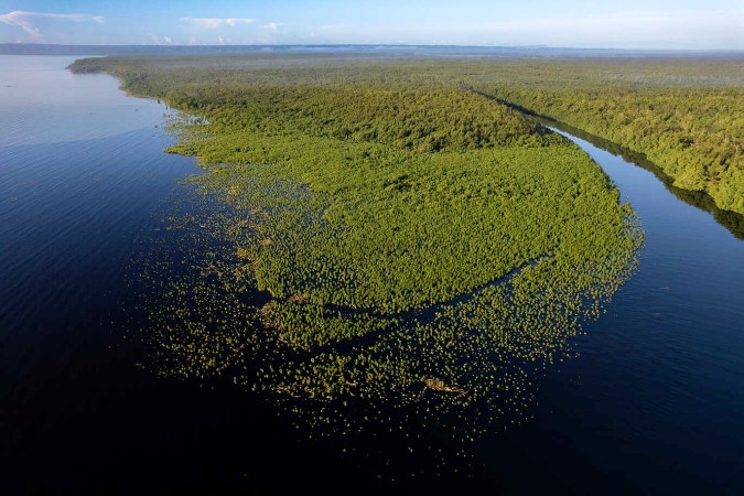 Wiederherstellung von Mangrovenwäldern in Samaná