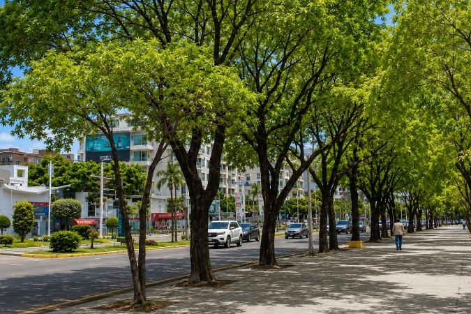 DomRep: Straßenbäume in Santo Domingo: Palmen geben karibisches Flair – „Caobas“ kühlen besser